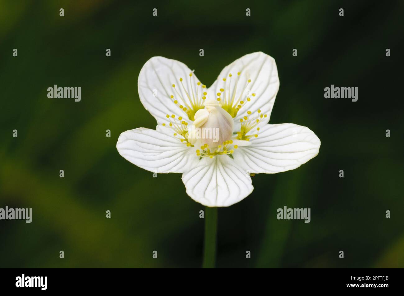 Marsh heartleaf, marsh grass-of-parnassus (Parnassia palustris), spindle tree family, Grass of Parnassus close-up of flower, growing on banks of Stock Photo