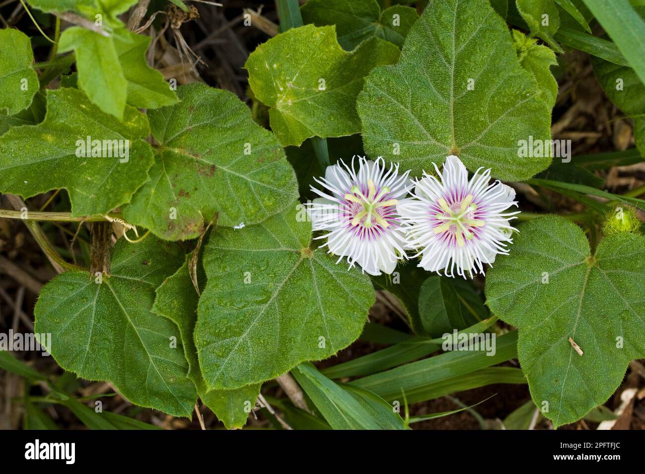 Flowers and leaves of the blue passion vine (Passiflora foetida), Palawan Island, Philippines Stock Photo