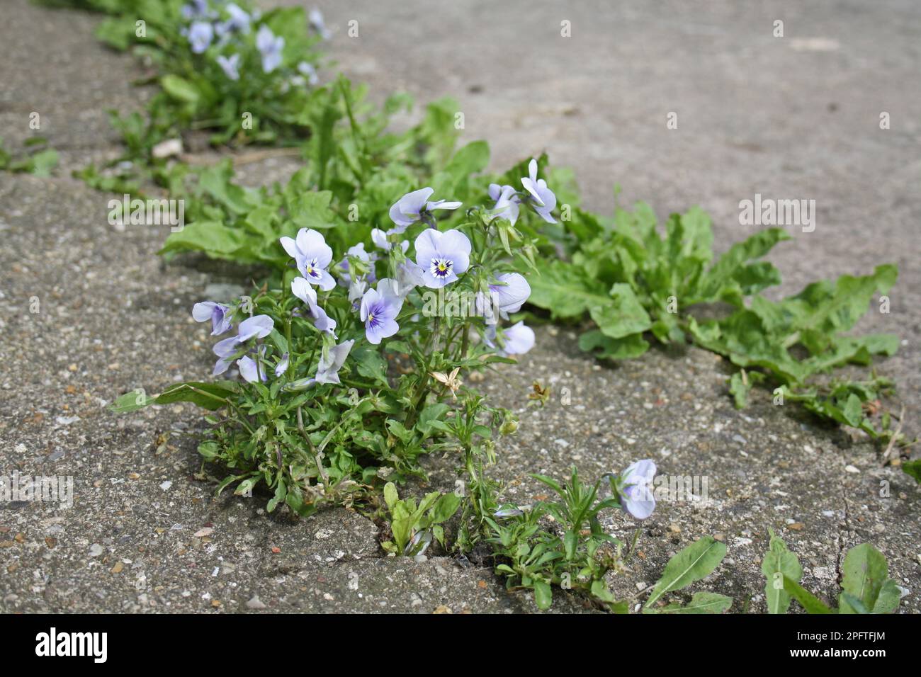 Garden pansy (Viola sp.) flowers, self-sown and growing in the cracks of the garden terrace, Suffolk, England, United Kingdom Stock Photo