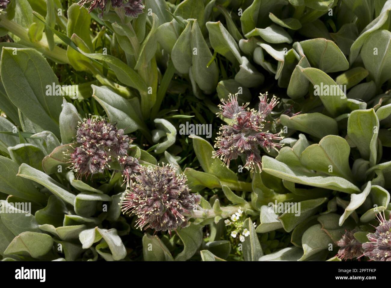 Flowering Solenanthus (Solenanthus stamineus), Bey Dagi Mountains, Antalya Province, Southern Turkey Stock Photo