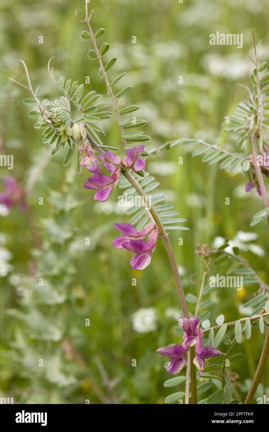 Hungarian Vetch (Vicia pannonica), hungarian vetch, Butterfly plant, Hungarian Vetch flowering, Mount Parnassus, Greece Stock Photo