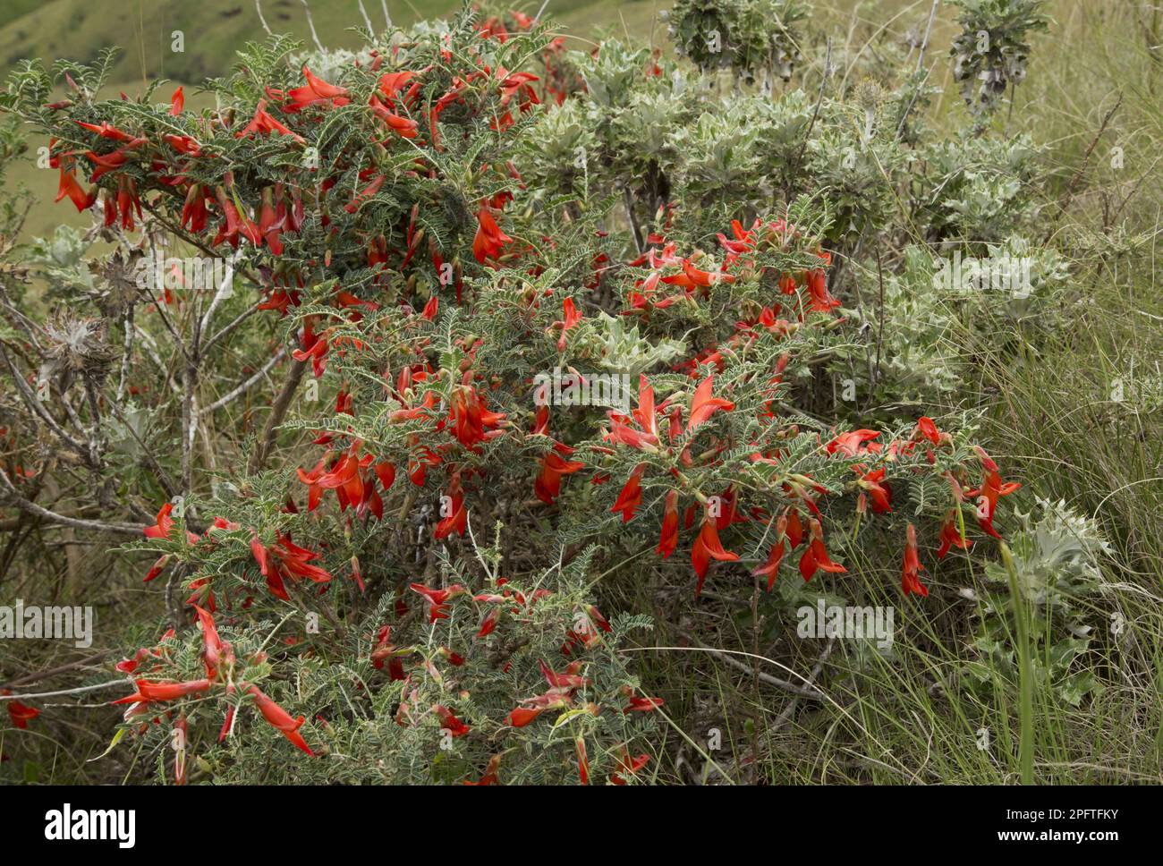 Flowering mountain shrub (Sutherlandia montana), Royal Natal N. P. Drakensberg, KwaZulu-Natal, South Africa Stock Photo