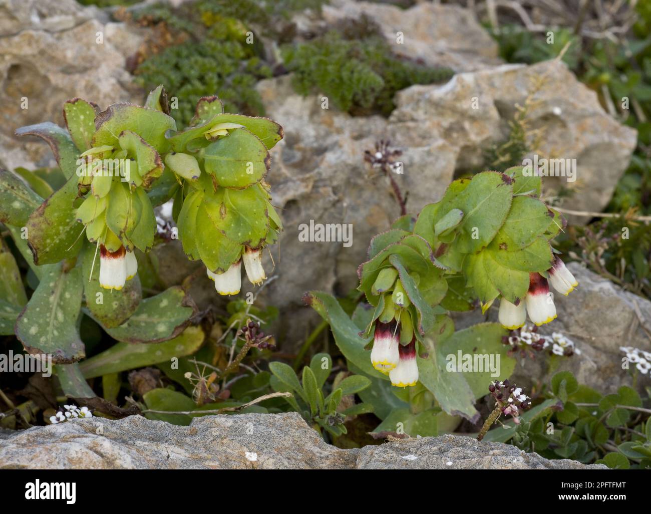 Flowering honeyroot (Cerinthe major ssp. gymnandra), Algarve, Portugal Stock Photo