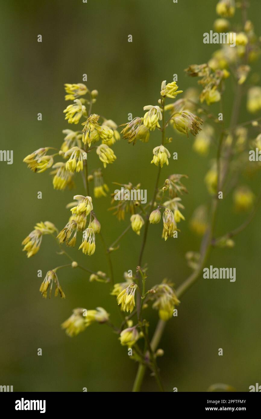 Lesser meadow-rue (Thalictrum minus), Ranunculaceae, Lesser meadow-rue flowering, Romania Stock Photo