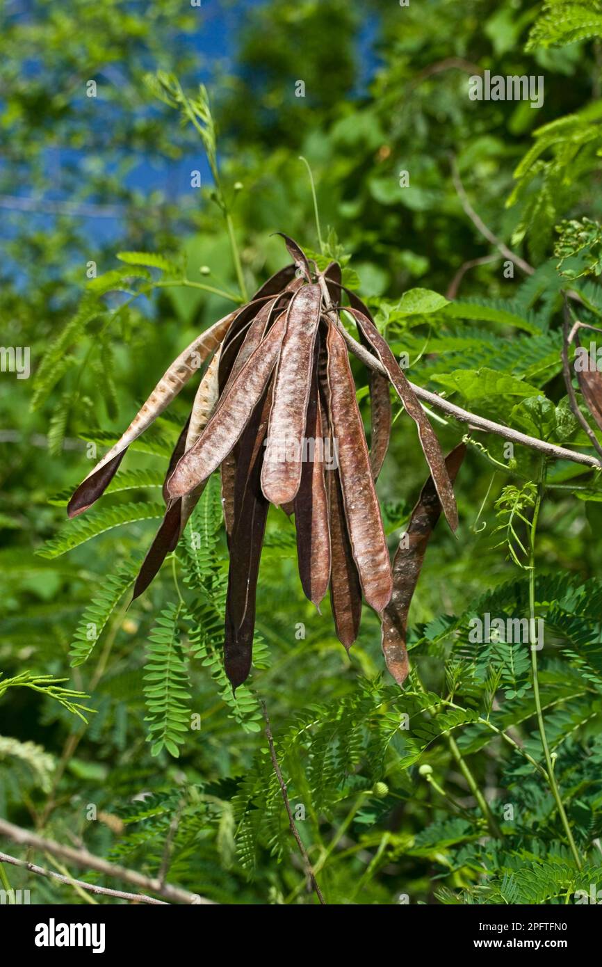 Leucaena leucocephala (Leucaena glauca) Close-up of ripe seedpods hanging from tree, Palawan Island, Philippines Stock Photo