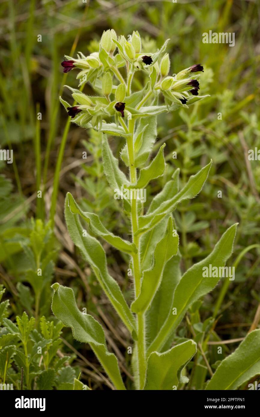 Nonea erecta, Brown monkweed, cow parsnip (Nonea pulla), Napwort, Rough-leaved plants, Brown Nonea flowering, Transylvania, Romania Stock Photo