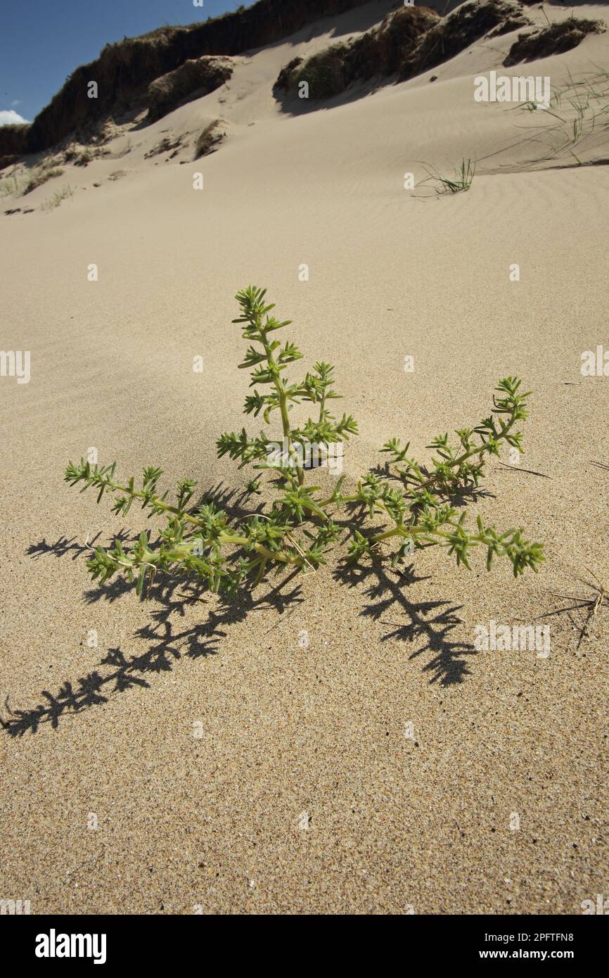 Prickly Saltwort (Salsola kali) growing on coastal sand dune habitat, Gower Peninsula, Glamorgan, Wales, United Kingdom Stock Photo