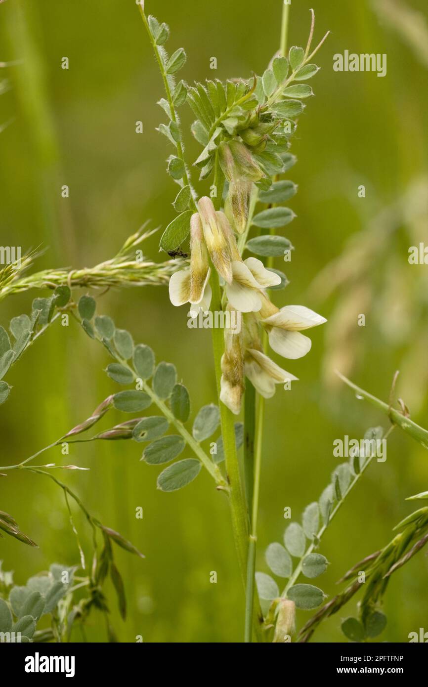 Hungarian Vetch (Vicia pannonica), hungarian vetch, Butterfly plant, Hungarian Vetch flowering, Romania Stock Photo