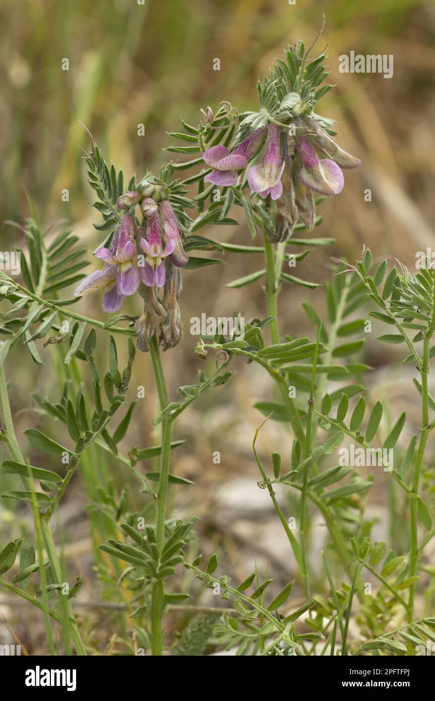 Hungarian Vetch (Vicia pannonica), hungarian vetch, Butterfly plant, Hungarian Vetch flowering, Apennines, Italy Stock Photo