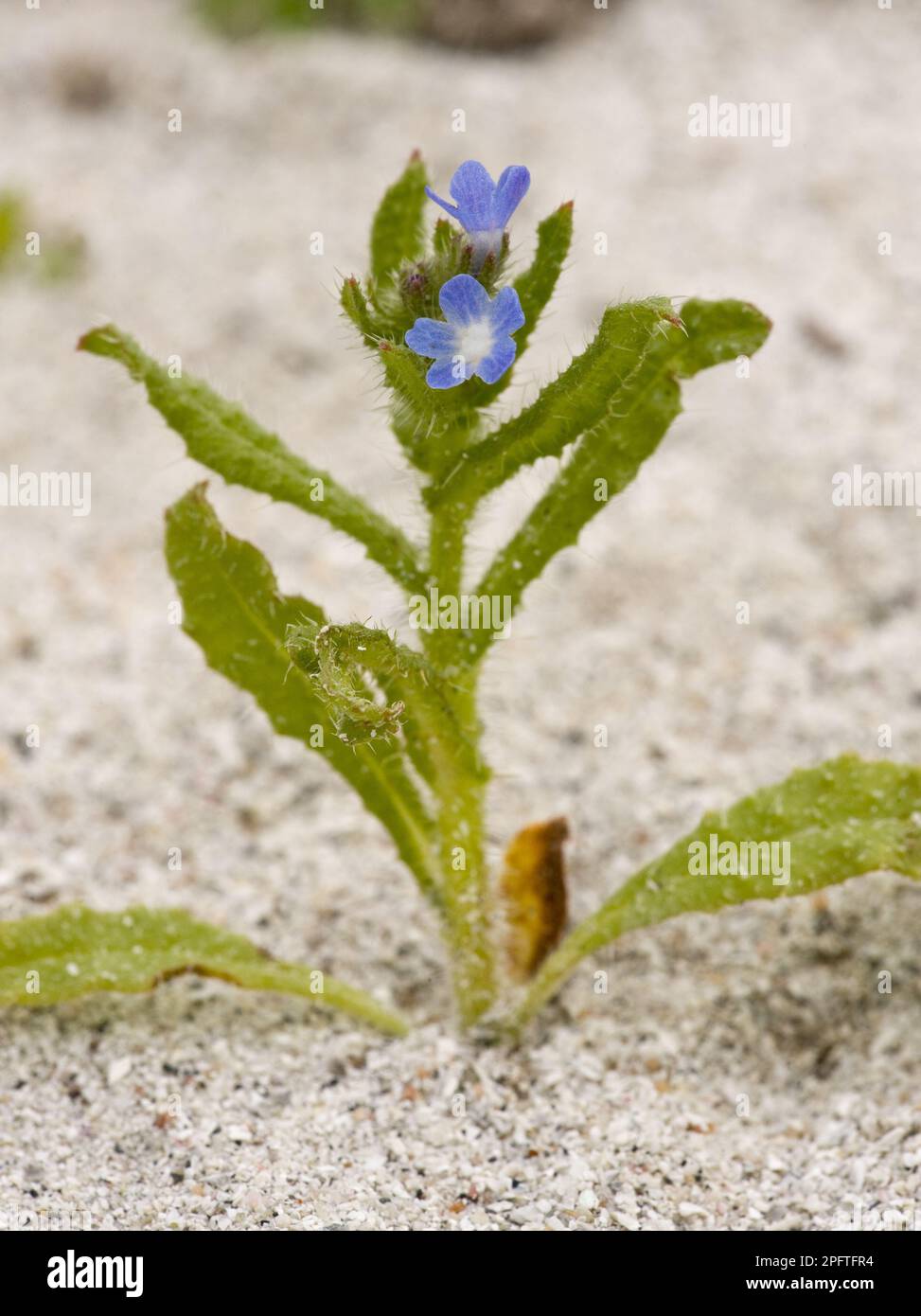 Lesser Bugloss (Anchusa arvensis) flowering, growing on a sand dune, South Uist, Outer Hebrides, Scotland, United Kingdom Stock Photo