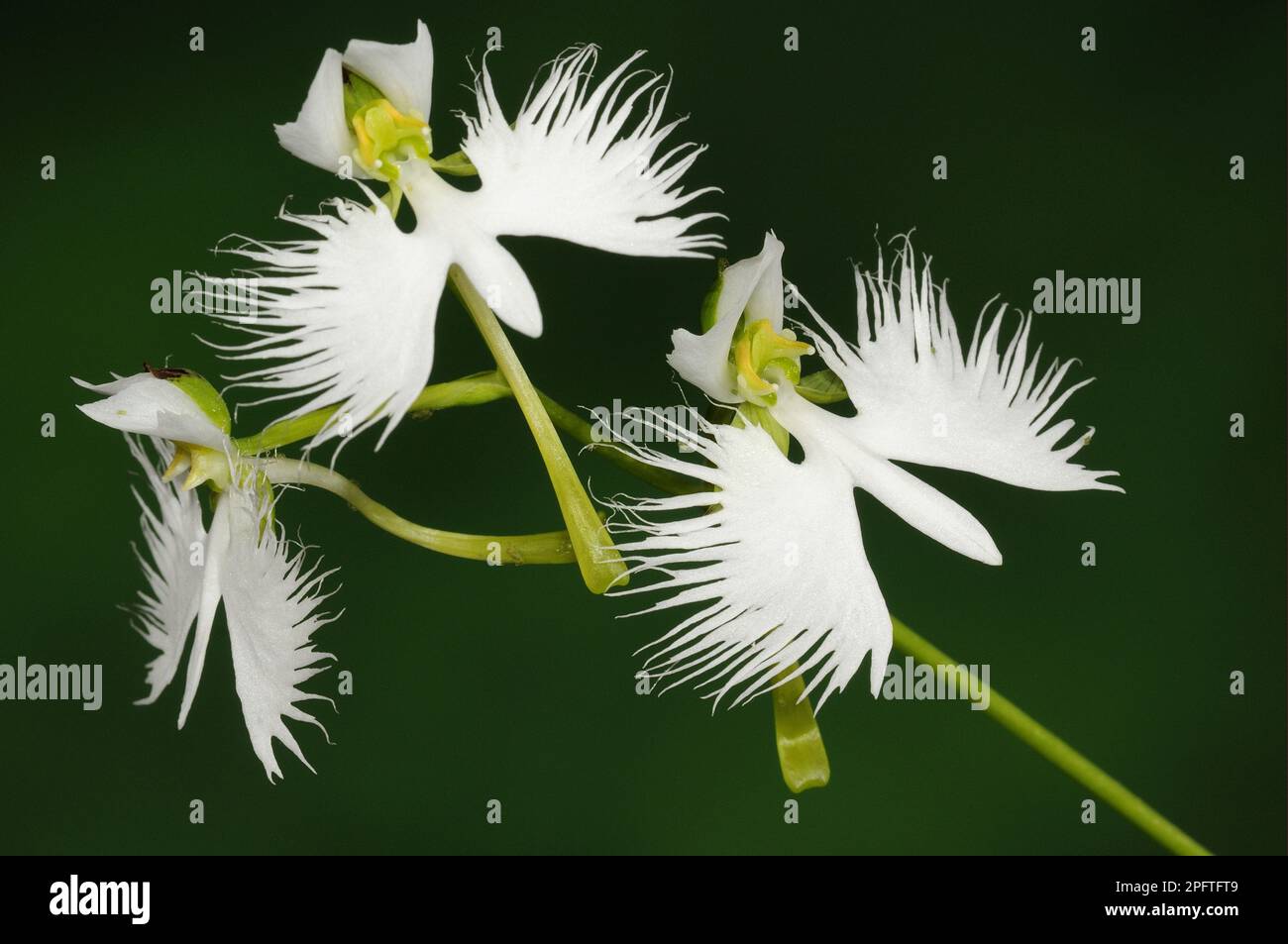 Pecteilis radiata, Japanese Birdflower, White Birdflower, Orchids, Egret Orchid (Habenaria radiata) close-up of flowers Stock Photo