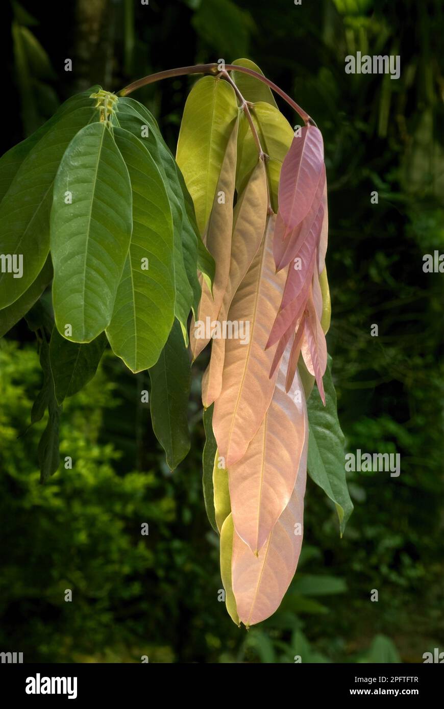 Asoka (Saraca indica) closeup of leaves, colour change on ripening