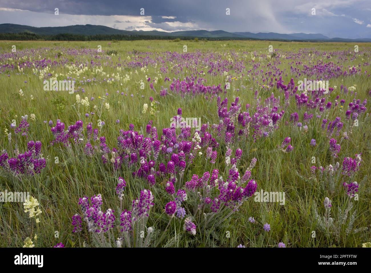 Showy Locoweed (Oxytropis splendens) and Mountain Locoweed (Oxytropis