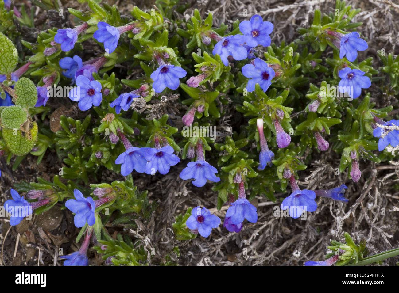 Scrambling Gromwell (Lithodora diffusa ssp. lusitanica) flowering, Algarve, Portugal Stock Photo