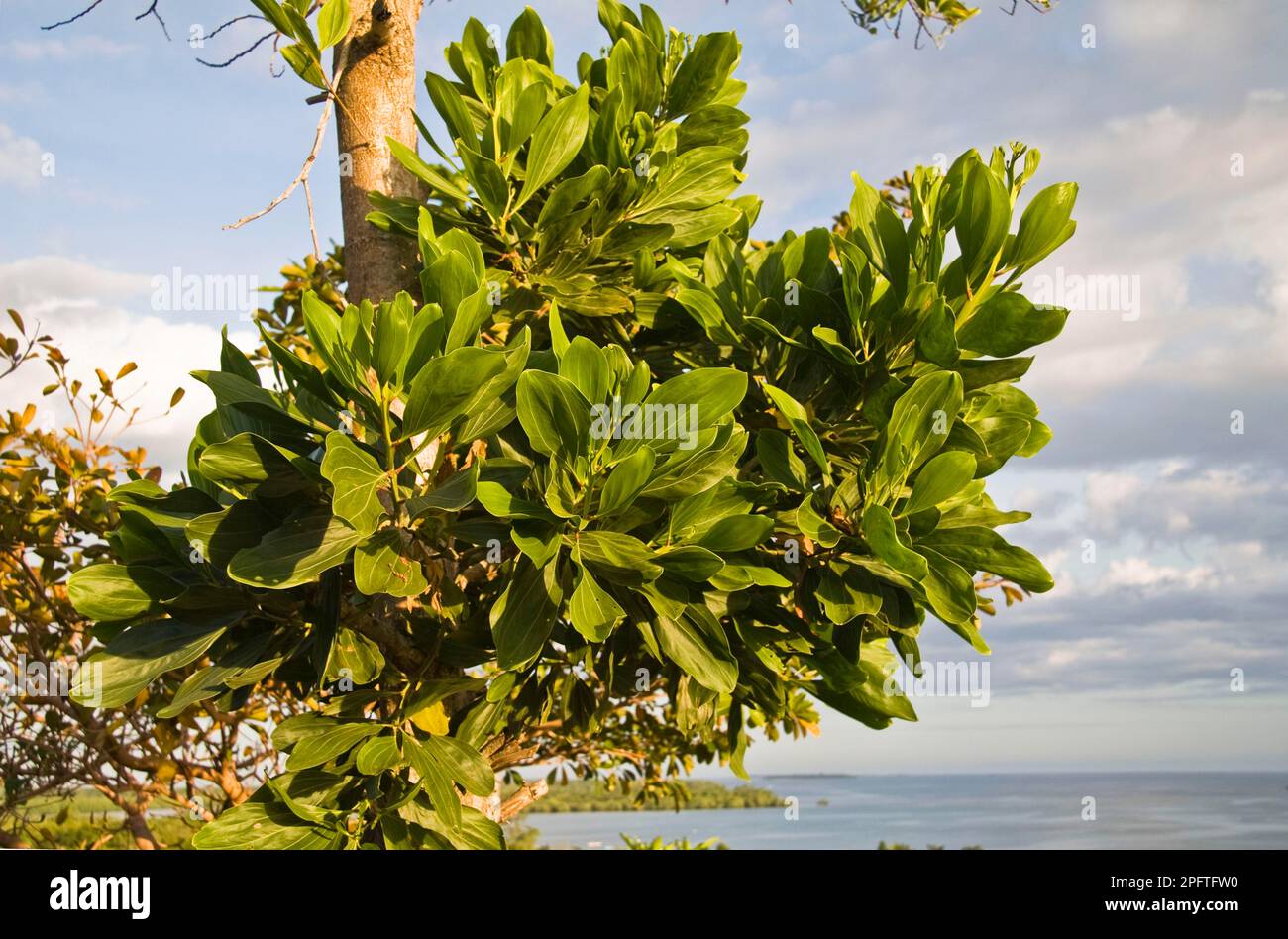 Mangium wattle (Acacia mangium) introduced species, close-up of leaves, Palawan Island, Philippines Stock Photo