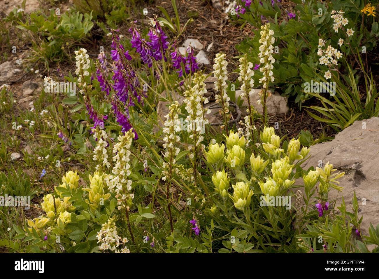 Western Paintbrush (Castilleja occidentalis), Northern Sweet Vetch and Spiral Beak Lousewort, flowering, Grand Teton N. P. utricularia ochroleuca Stock Photo