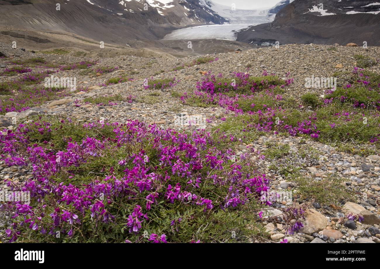 Northern Sweet Vetch (Hedysarum boreale) flowering, growing on glacial morraine in mountain habitat, Athabasca Glacier, Columbia icefield, Jasper N. Stock Photo