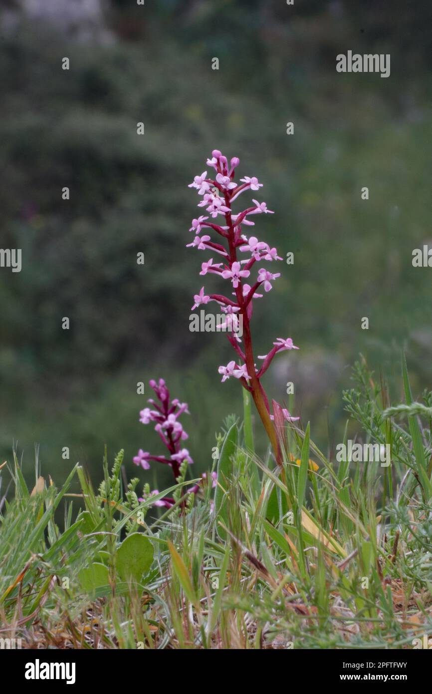 Orchid, Branciforti's Orchid (Orchis brancifortii) flowerspikes, Sicily, Italy Stock Photo