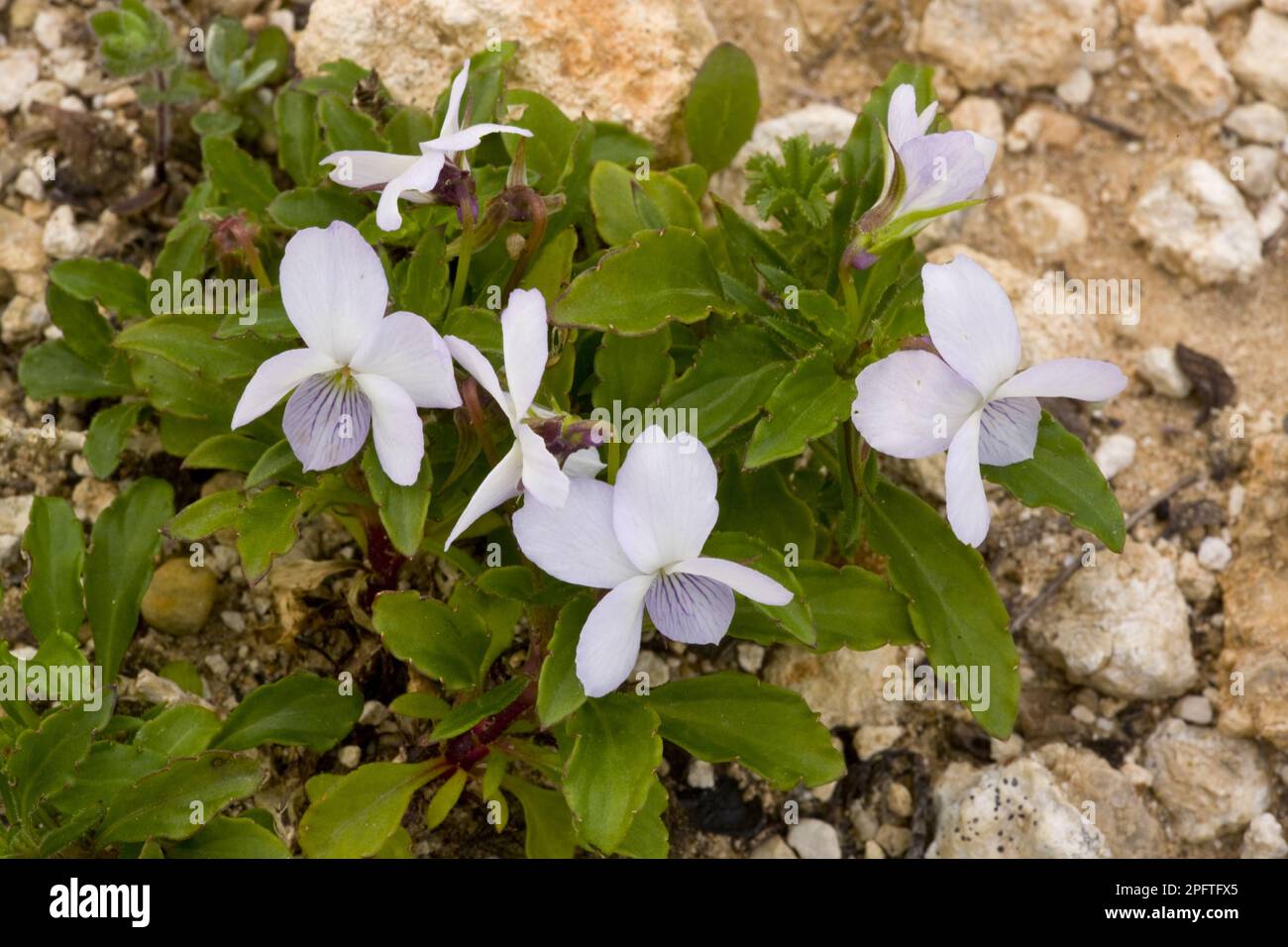 Flowering tree violet (Viola arborescens), Cape St. Vincent, Algarve, Portugal Stock Photo