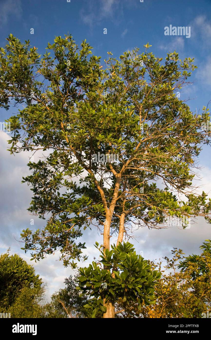 Mangium Wattle (Acacia mangium) introduced species, habit, Palawan Island, Philippines Stock Photo