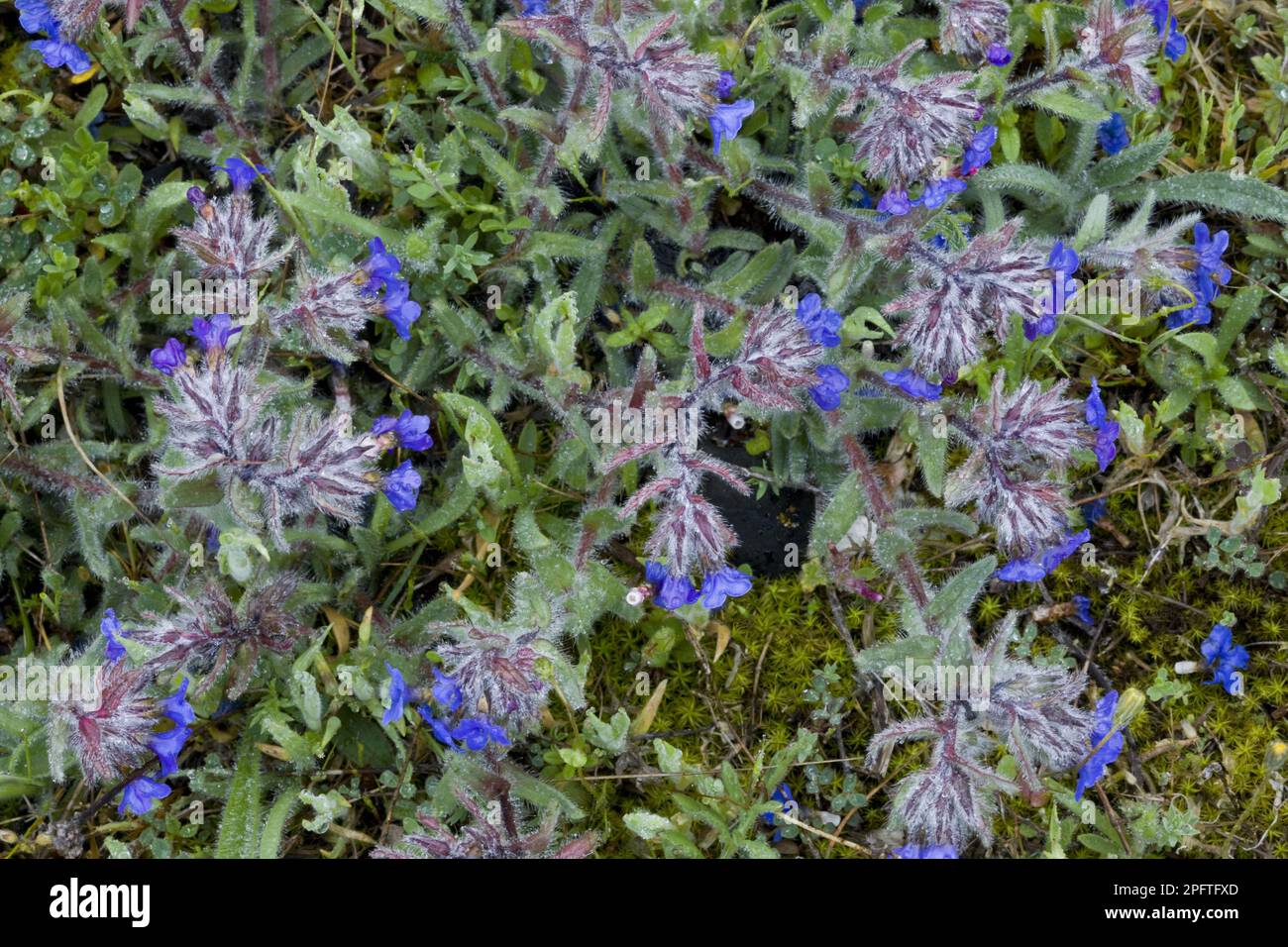 Flowering dyer's alkanet (Alkanna lehmanii), Gargano peninsula, Apulia, Italy Stock Photo