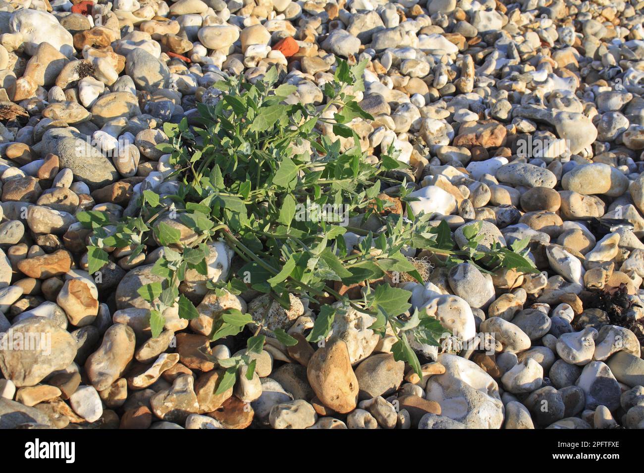 Spear orach, Common Melde, Spreading Melde, Common Orache (Atriplex patula) leaves, growing on pebbles at edge of beach, Bembridge, Isle of W Stock Photo