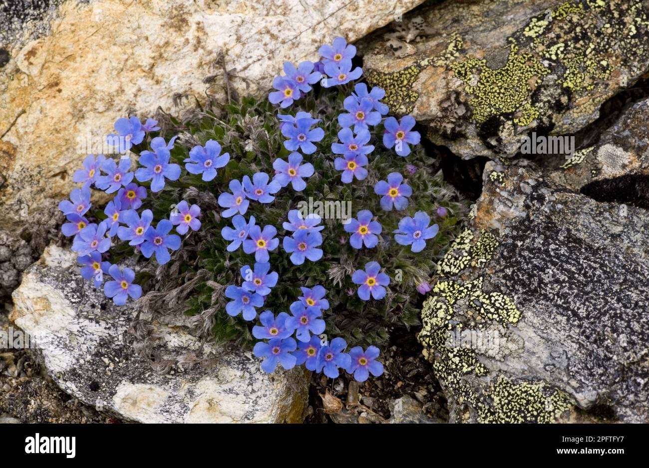 King-of-the-Alps (Eritrichium nanum) flowering, growing at 2900m, Upper Engadin, Swiss Alps, Switzerland Stock Photo
