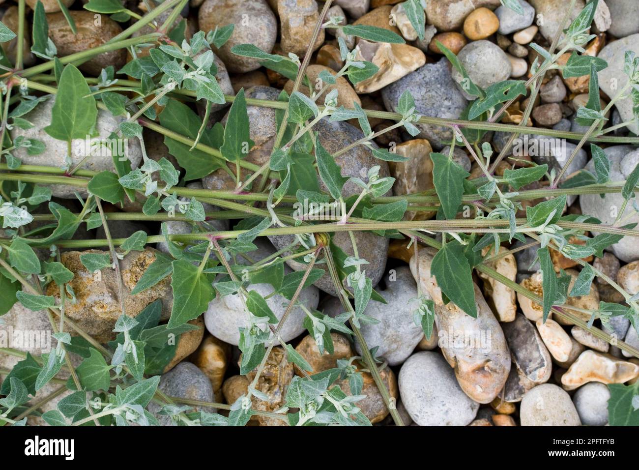 Spear orach, Common Melde, Common Melde, Spreading Melde, Foxtail family, Common Orache (Atriplex patula) growing on shingle shore, Osmington Stock Photo