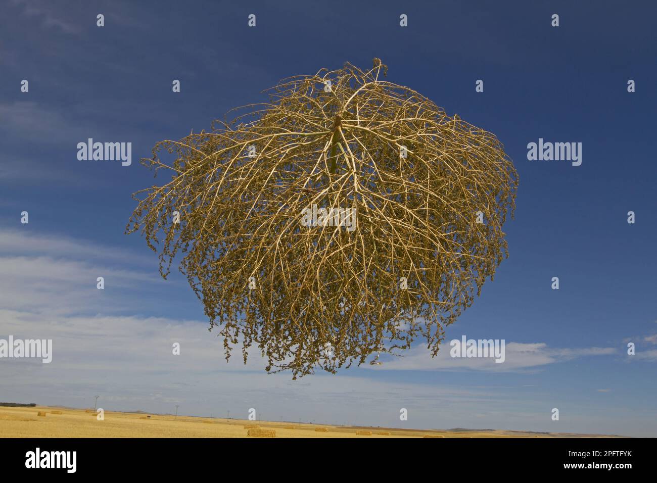 Tumbleweed (Salsola tragus) windblown dried plant, in mid-air over farmland, Spain Stock Photo