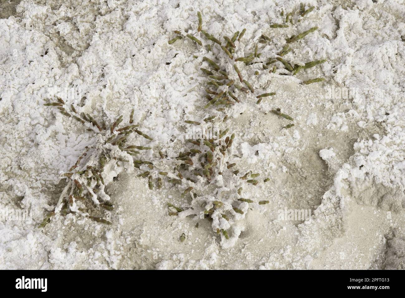 Perennial salt-encrusted glasswort (Sarcocornia perennis) growing on a salt pan, Santa Cruz Province, Patagonia, Argentina Stock Photo