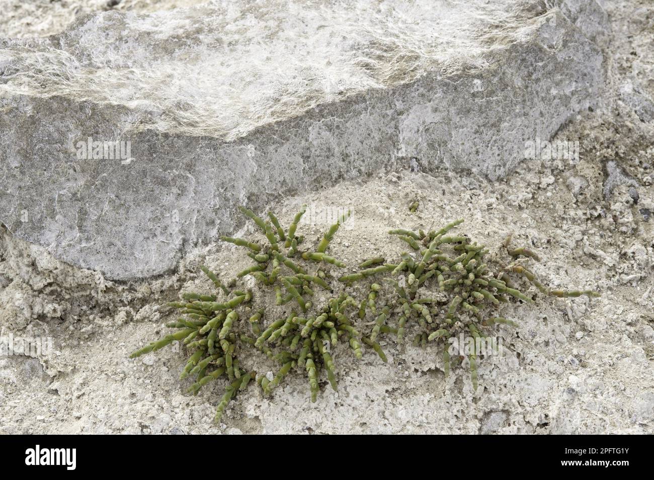 Perennial glasswort (Sarcocornia perennis) growing on a saltern, Santa Cruz Province, Patagonia, Argentina Stock Photo