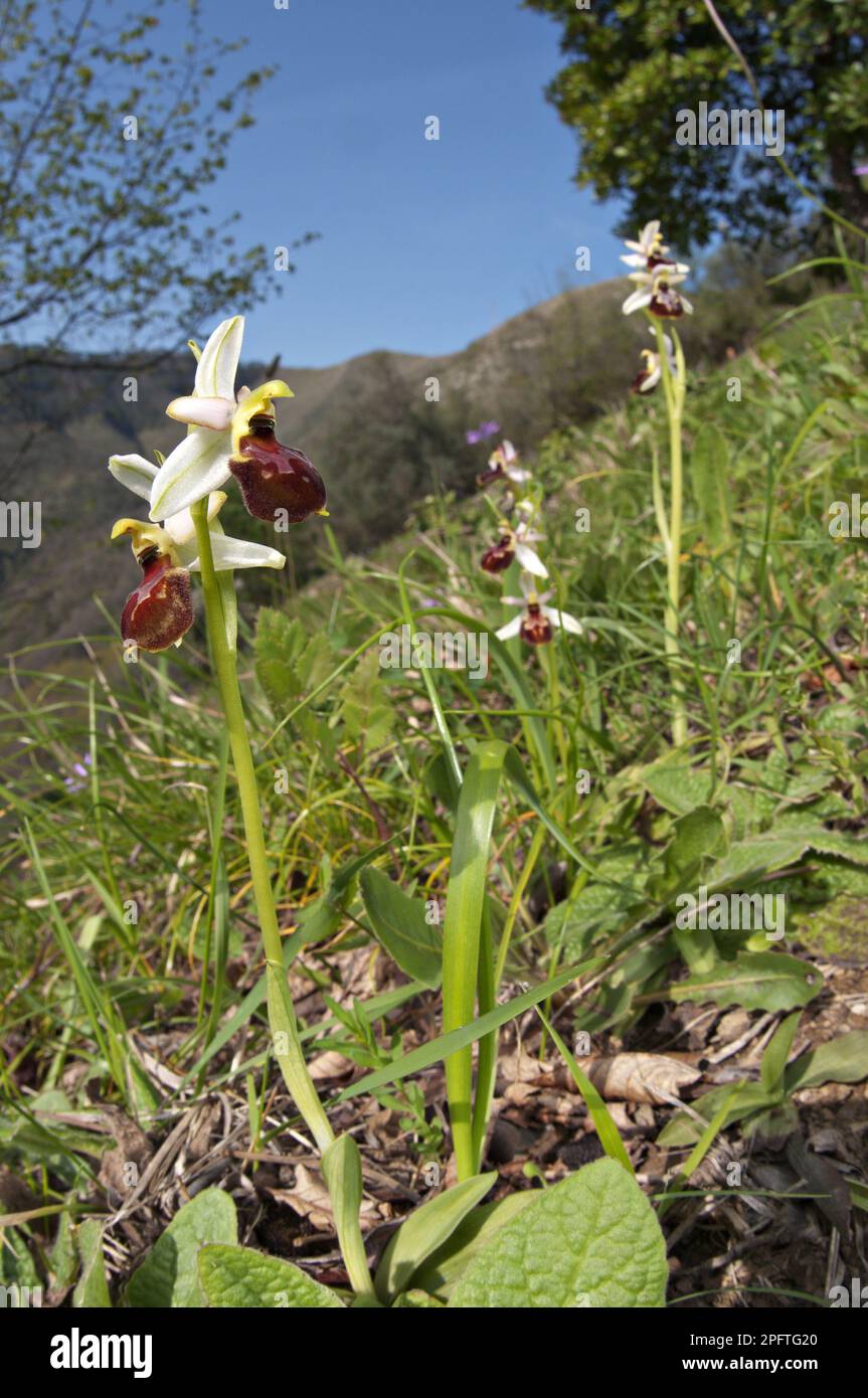 Early Spider Orchid (Ophrys exaltata tyrrhena) flowering, growing on slope in habitat, Italy Stock Photo