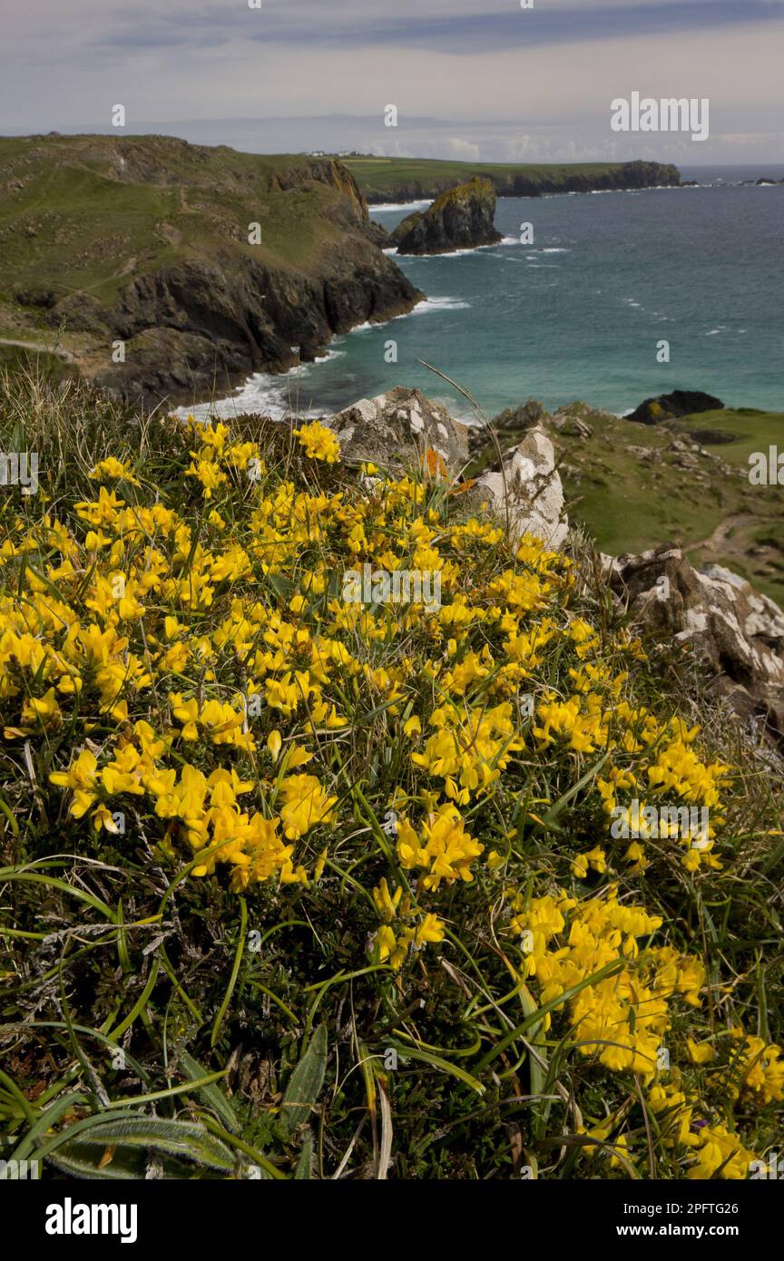 Hairy Greenweed (Genista pilosa) flowering, growing in clifftop habitat, The Lizard, Cornwall, England, United Kingdom Stock Photo
