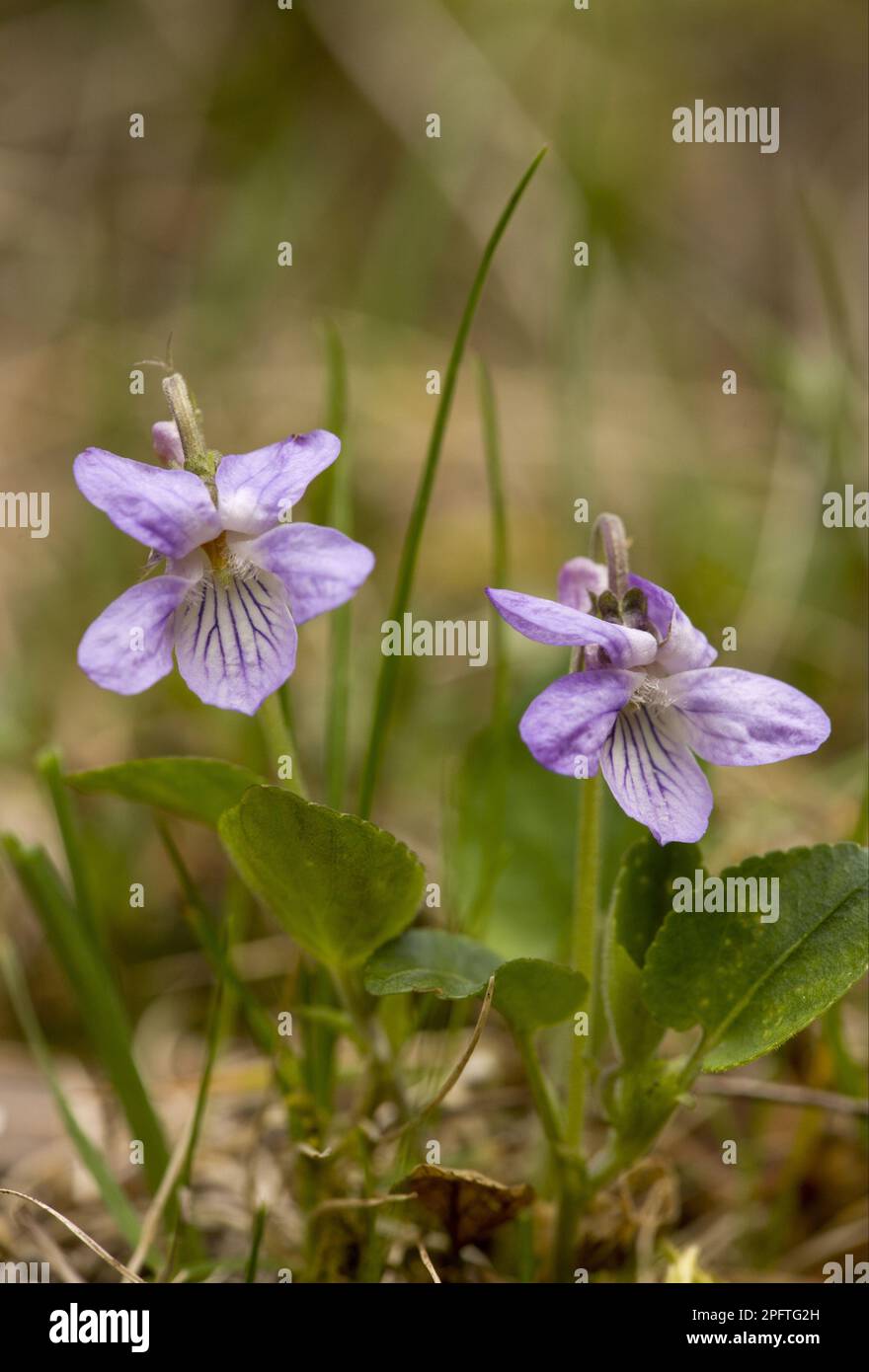 Teesdale Violet (Viola rupestris) flowering, Bulgaria Stock Photo