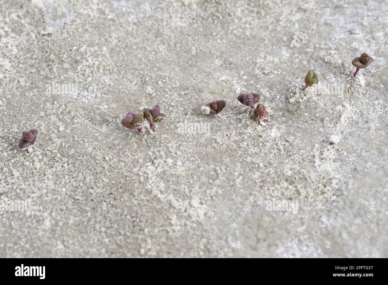 Perennial glasswort seedlings (Sarcocornia perennis) coming from the saline, Santa Cruz Province, Patagonia, Argentina Stock Photo