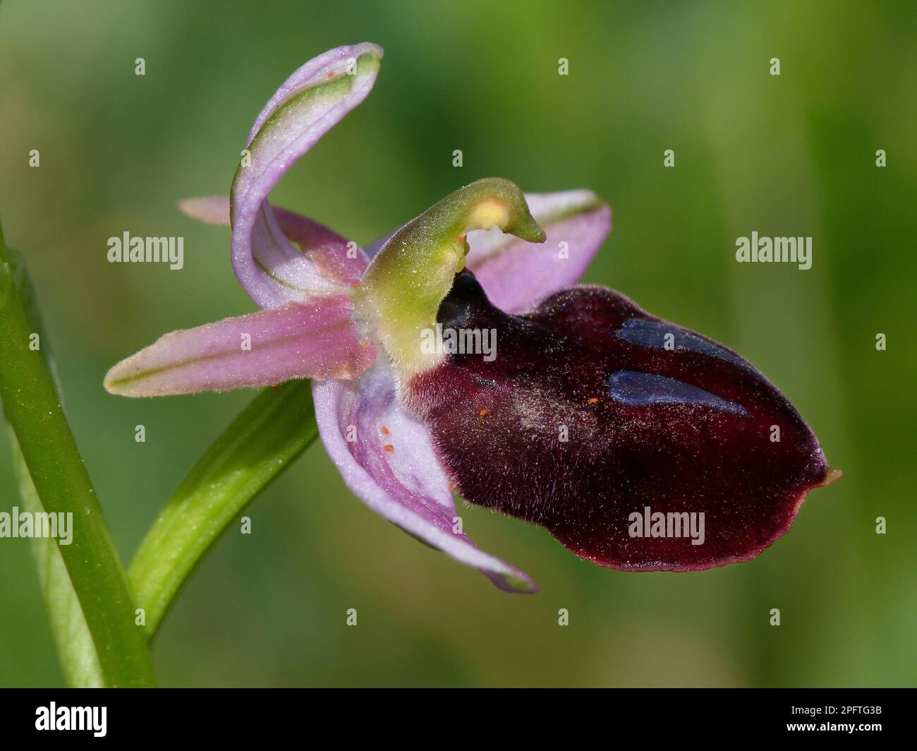 Horseshoe bee-orchid (Ophrys ferrum-equinum), Orchids, Horseshoe orchid close-up of flower, Peloponesos, Southern Greece Stock Photo