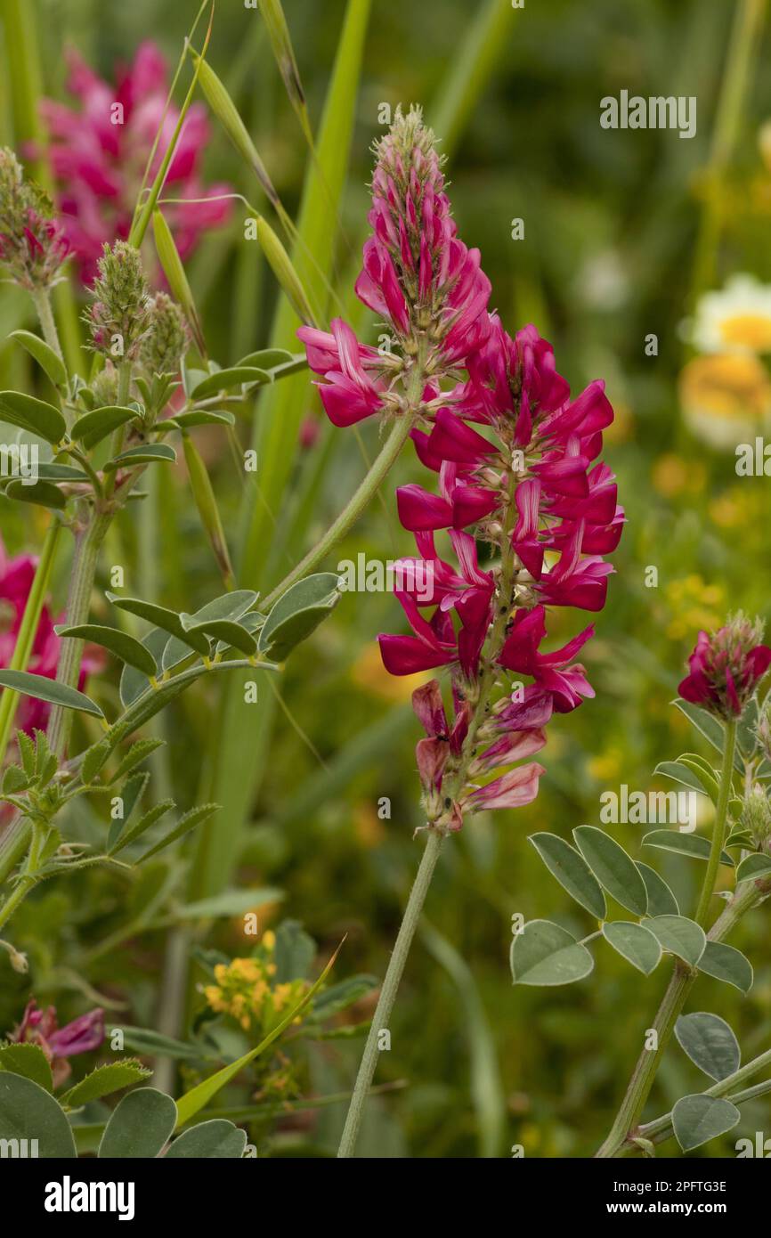 Italian Sainfoin (Hedysarum coronarium) flowering, legume cultivated for fodder, Italy Stock Photo