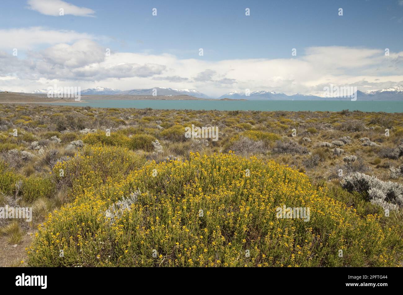 Adesmia (Adesmia boronioides) flowers, growing at the site on the south coast of the lake, El Calafate, Lago Argentino, Los Glaciares N. P. Santa Stock Photo