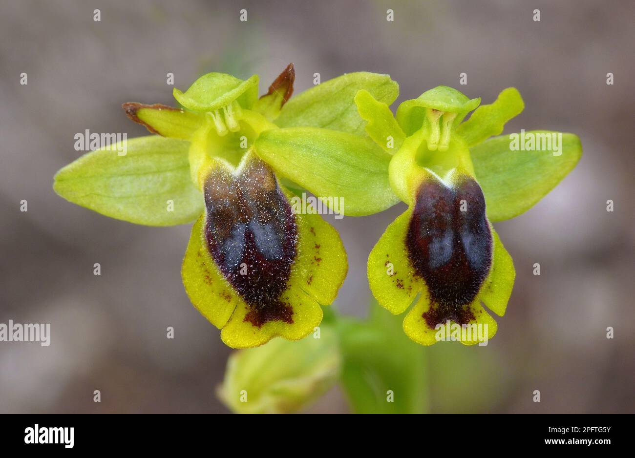 Corsica orchid (Ophrys corsica) close-up of flowers, Gulf of Bonifacio, Corsica, France Stock Photo