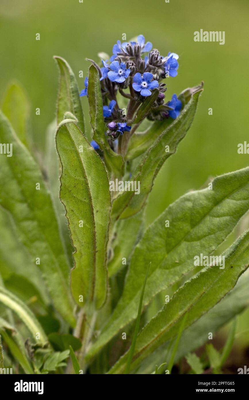 Ox-tongue, Roughleaf family, False Alkanet (Anchusa barrelieri) flowering, Abruzzo N. P. Apennines, Italy Stock Photo