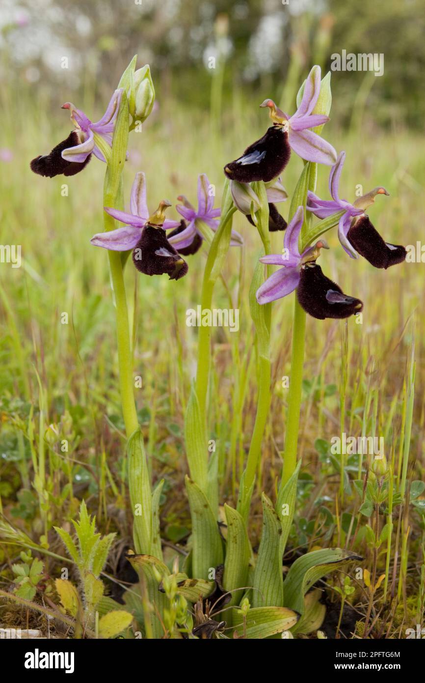 Flowering bertoloni's bee orchid (Ophrys bertolonii), Gargano Peninsula, Apulia, Italy, Spring Stock Photo