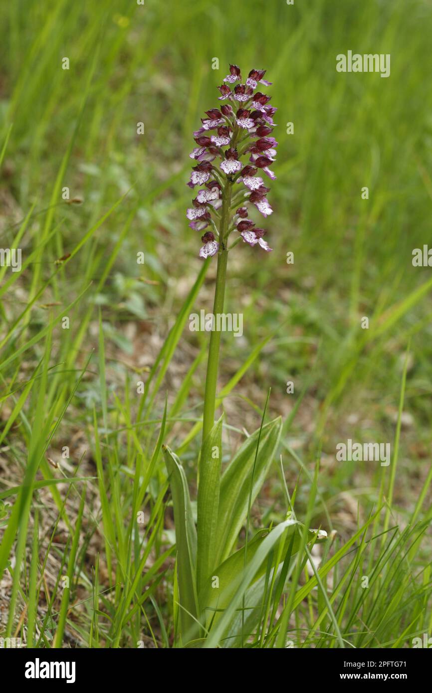 Lady Orchid (Orchis purpurea) flowering, Causse de Gramat, Massif Central, Lot, France Stock Photo