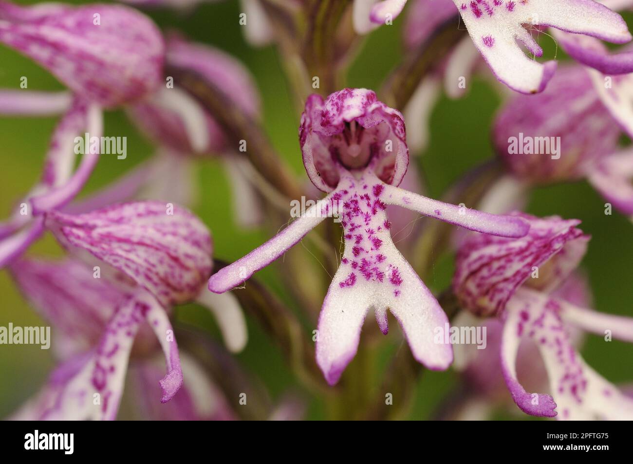 Lady Orchid Orchis purpurea x Monkey Orchid (Orchis simia) hybrid, close-up of flowers, Hartslock, Oxfordshire, England, United Kingdom Stock Photo
