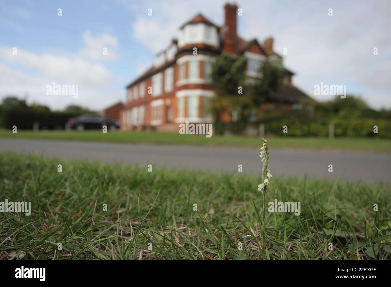 Autumn Lady's-tresses flowering, growing on roadside verge in coasta, Autumn Lady's-tresses flowering, growing on roadside verge in coasta, Autumn Stock Photo