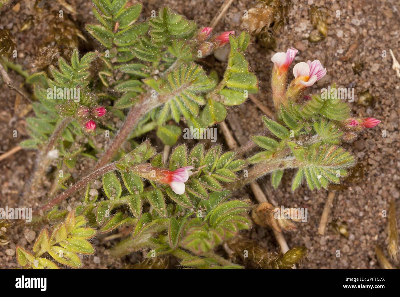 Little white bird's-foot (Ornithopus perpusillus), Mouse vetch, Butterfly plant, Bird's-foot flowering, growing on sandy heath, Breckland, Norfolk Stock Photo