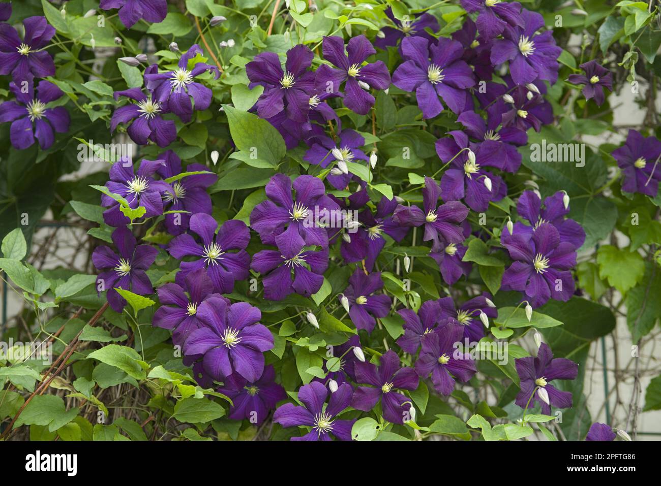 Cultivated Clematis (Clematis sp.) 'Warsaw Nike', flowering in garden, Ottawa, Ontario, Canada Stock Photo