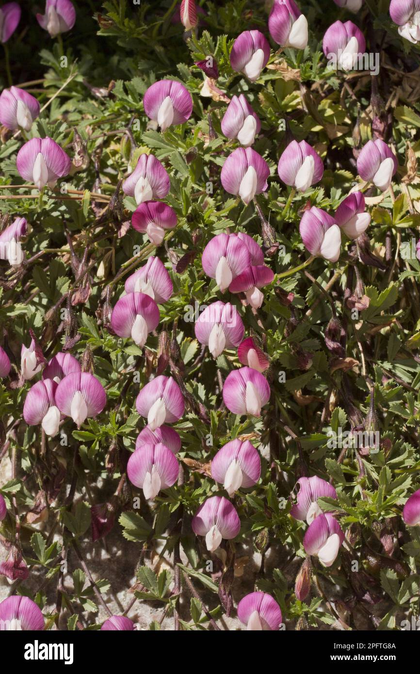 Flowering Mount Cenis Restharrow (Ononis cristata), French Alps, France Stock Photo