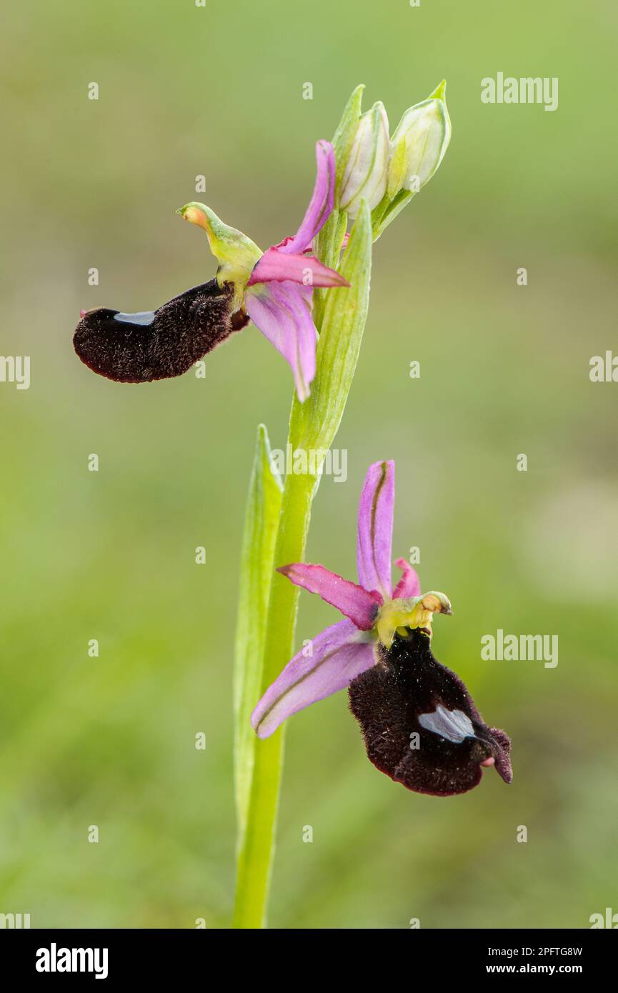 Bertoloni's Orchid (Ophrys bertolonii bertolonii) flowering, Genova Province, Liguria, Italy Stock Photo