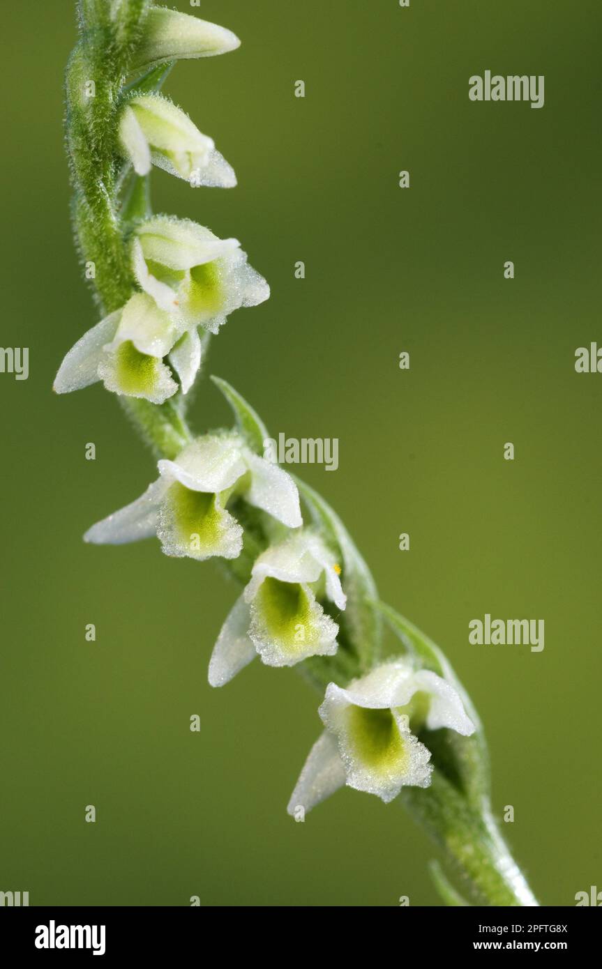 Autumn hellebore, Helix, Autumn helix, Orchids, Autumn Lady's-tresses (Spiranthes spiralis) close-up of Italy Stock Photo