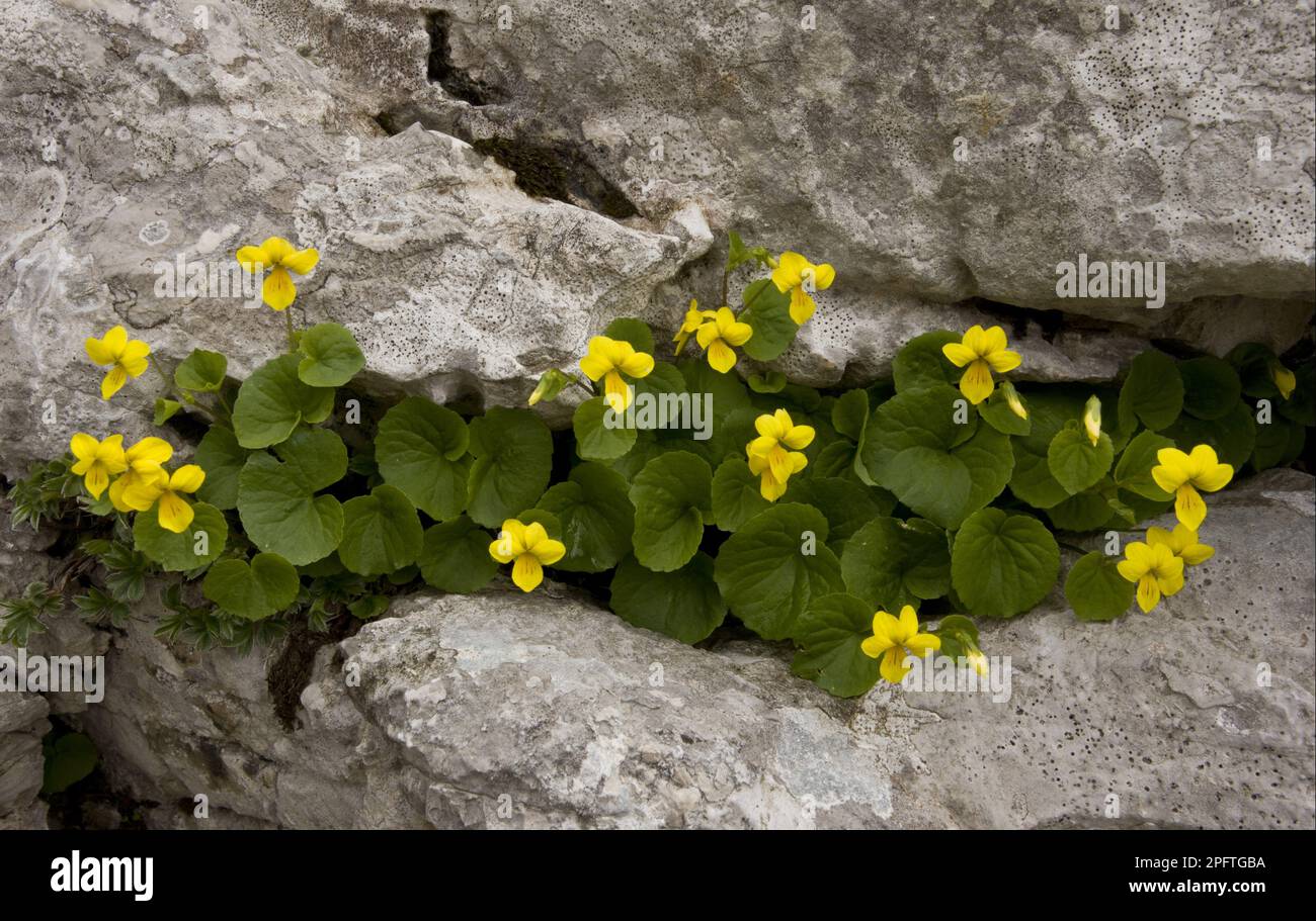 Yellow Wood Violet (Viola biflora) flowering, growing in limestone crevice, Triglav N. P. Julian Alps, Slovenia Stock Photo